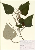 藏品(白匏子)的圖片